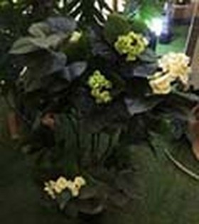 Искусственные растения Гортензия кремовая MK-7410-HW Темно-зеленый в Минусинске - minusinsk.katalogmebeli.com | фото 2