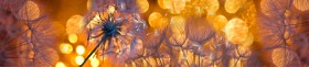 Кухонный фартук Мерцание Одуванчики золотистые 3 серебро в Минусинске - minusinsk.katalogmebeli.com | фото