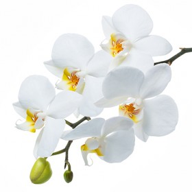 Стол обеденный Танго белый/Орхидея в Минусинске - minusinsk.katalogmebeli.com | фото 3